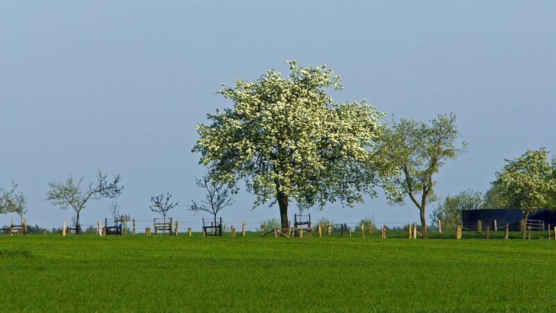 Blooming Tree in Field