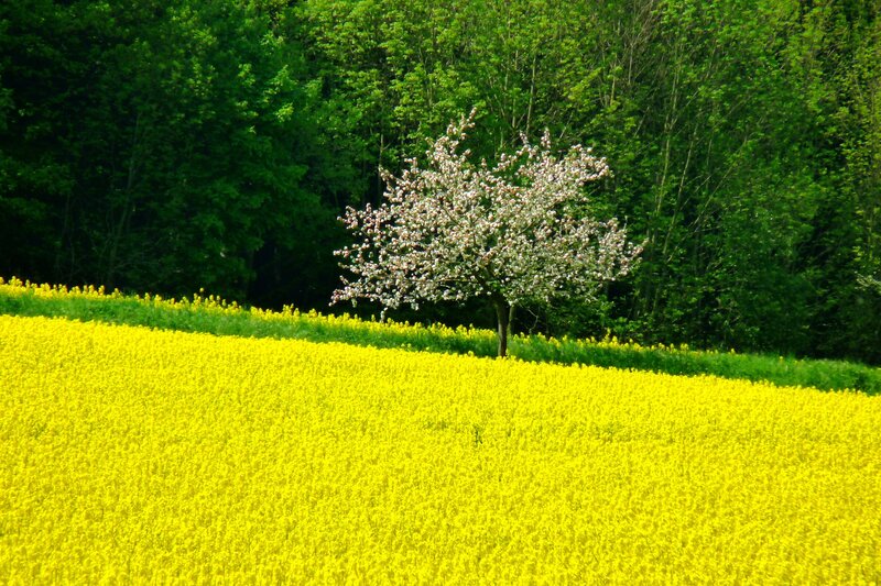 Blooming Tree in Field — Yellow