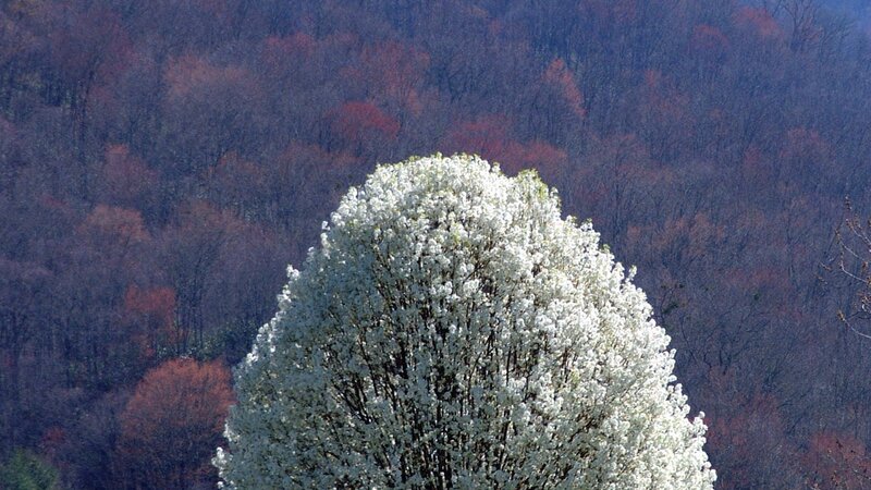 Blooming tree in forest