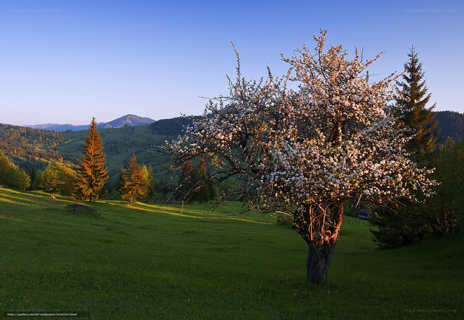 Blooming tree in mountain valley