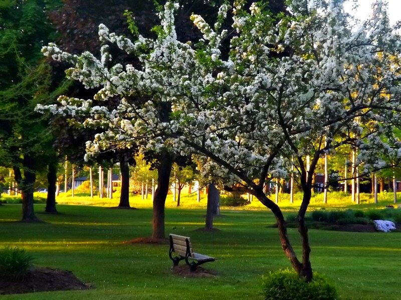 Blooming Tree in Park
