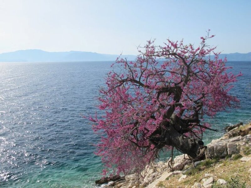 Blooming Tree on Cliff