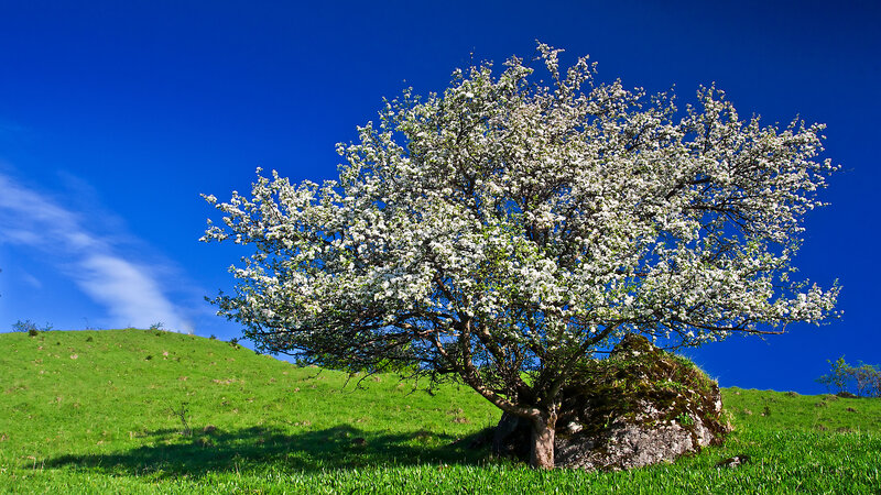 Blooming Tree on Hill