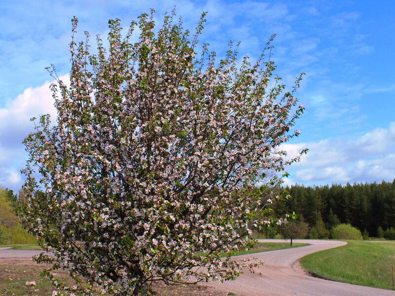 Blooming Tree on Roadside