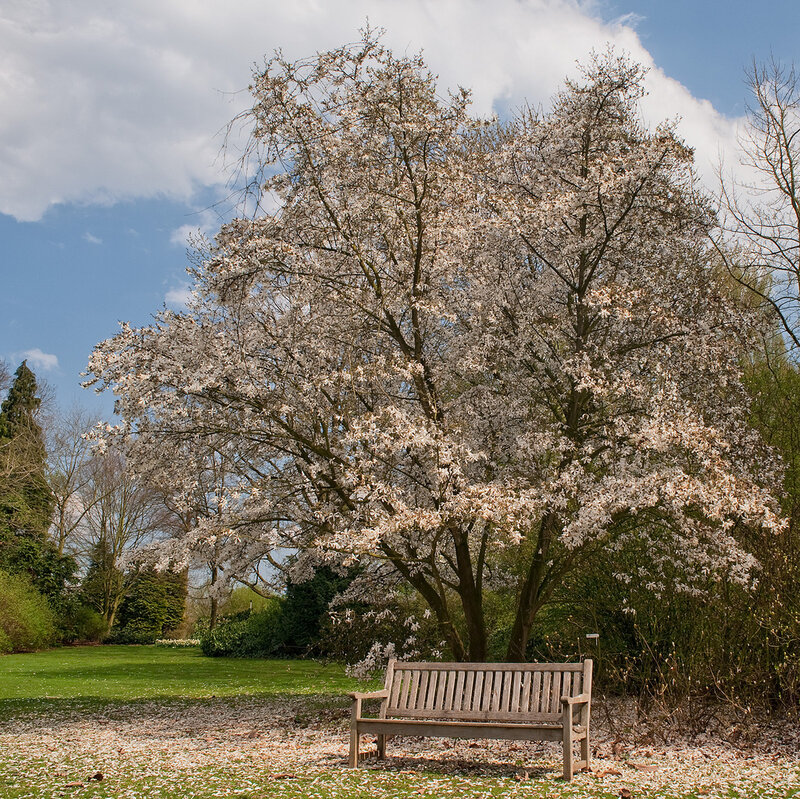 Blooming Tree with Bench
