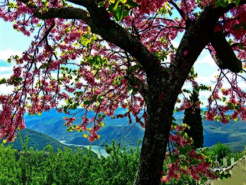 Blooming tree with mountain view