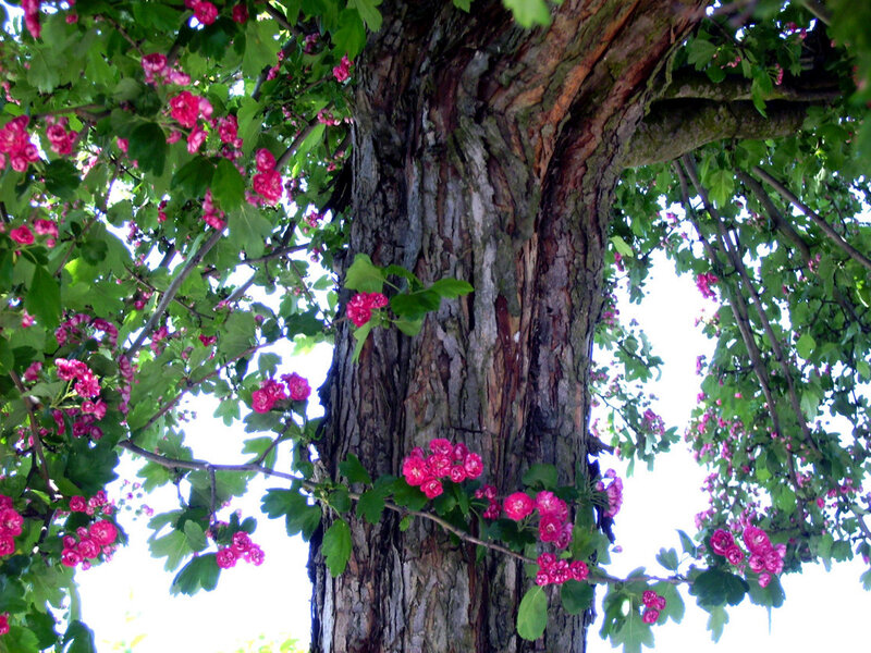 blooming tree with pink flowers