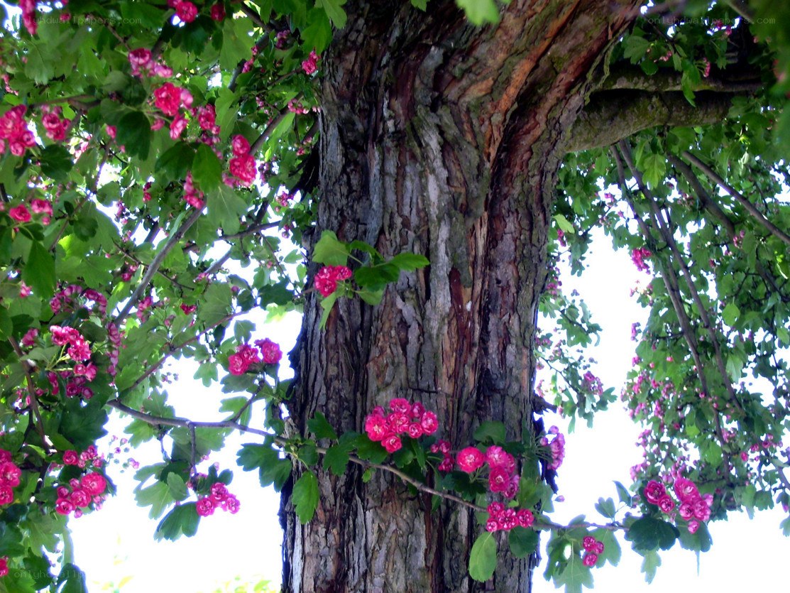 blooming tree with pink flowers