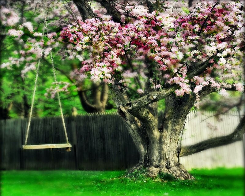 Blooming tree with swing