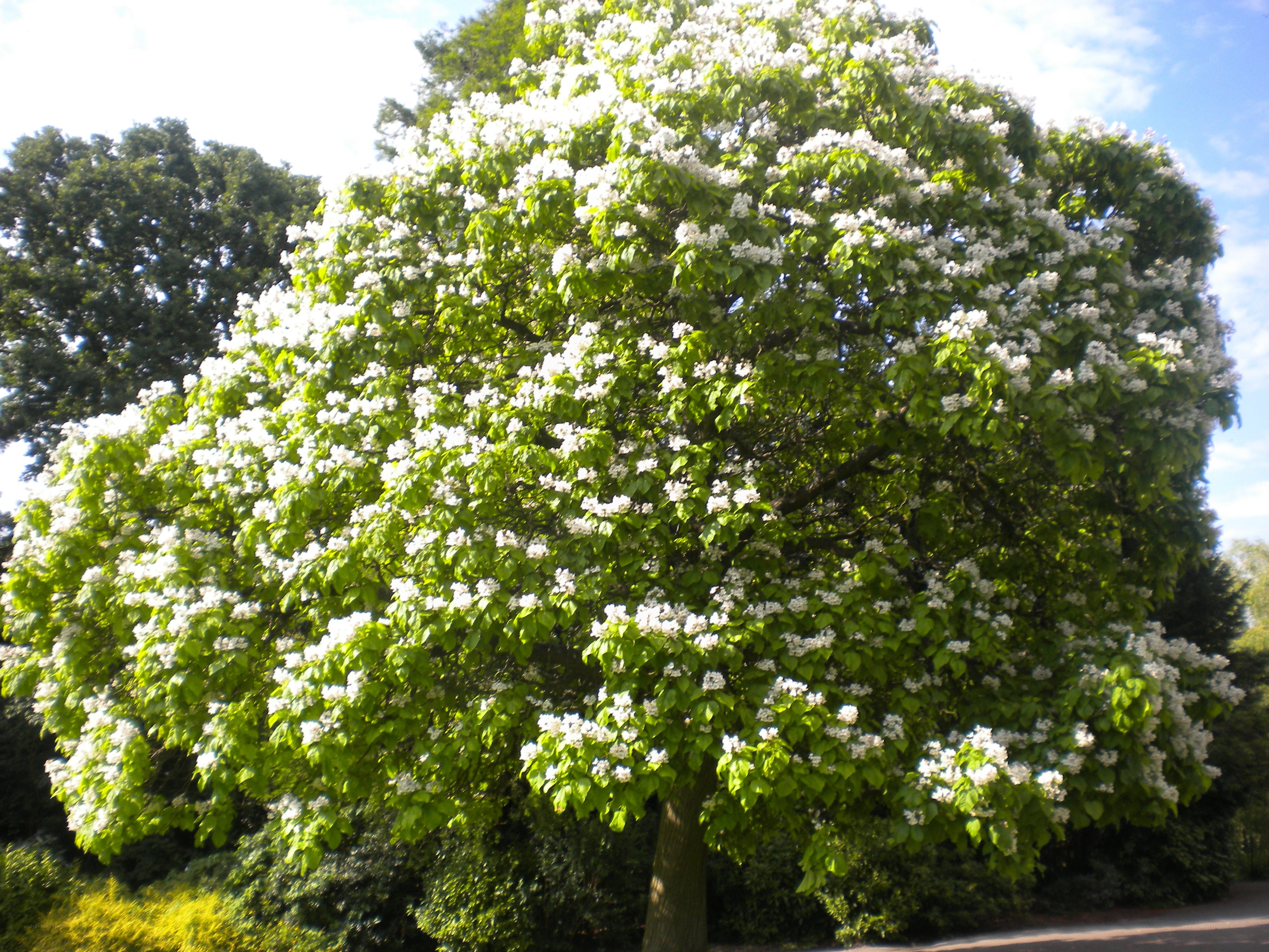 blooming tree with white flowers