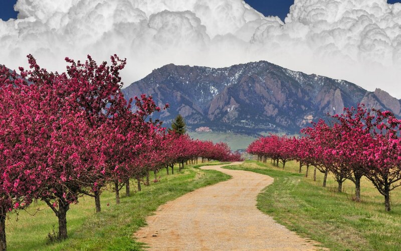 Blooming Trees and Mountain — Pink, Serene