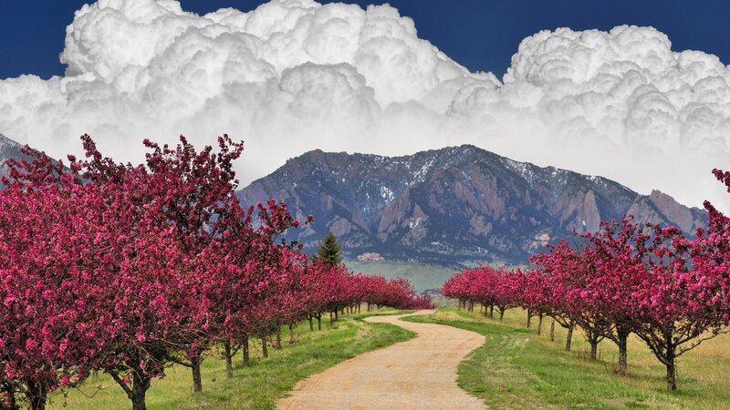 Blooming Trees and Mountain — Pink