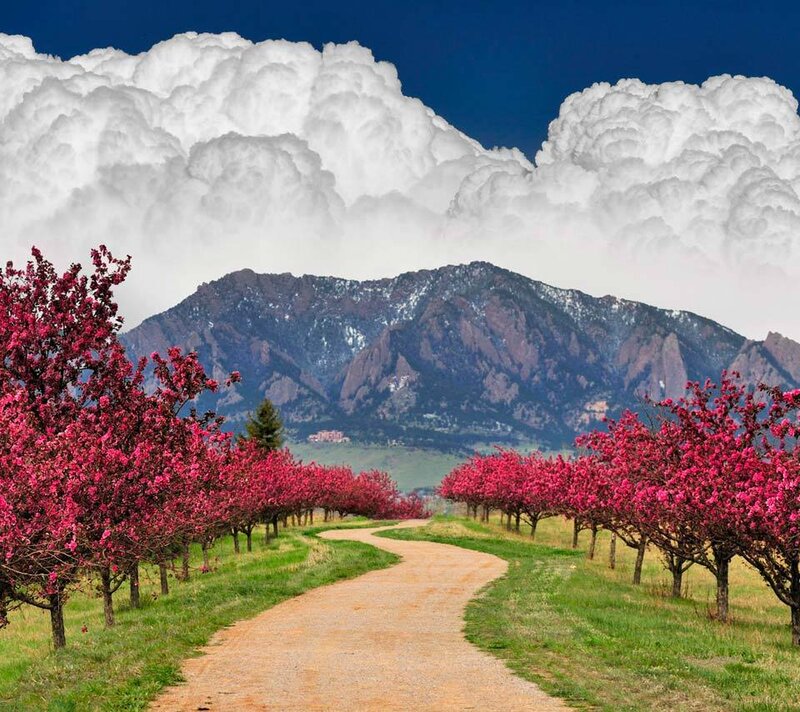 Blooming Trees and Mountain