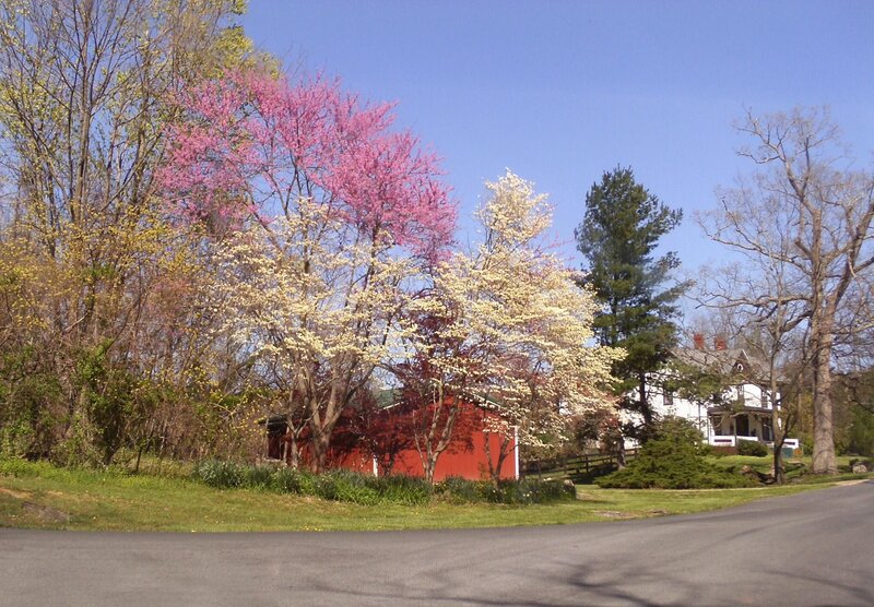 Blooming Trees and Red Barn