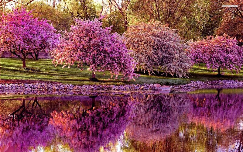 Blooming Trees by Pond — Purple