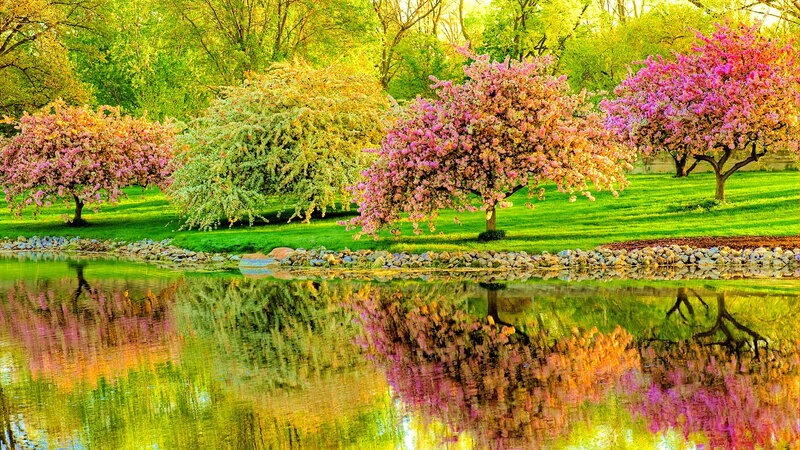 Blooming Trees by Pond
