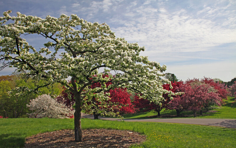 Blooming trees in a park