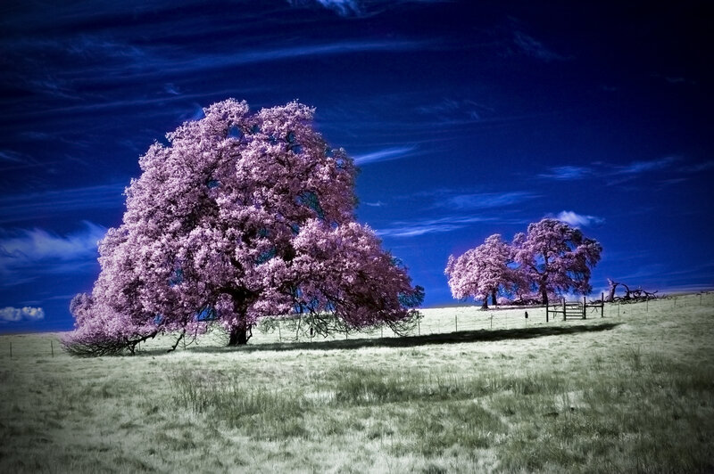 Blooming Trees in Field — Blue
