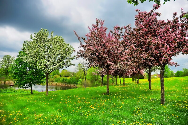 Blooming Trees in Field — Green