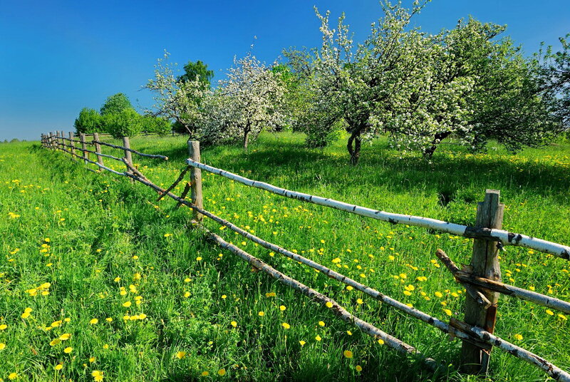 Blooming Trees in Field