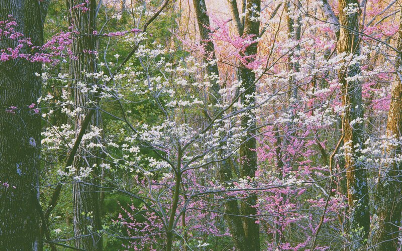 Blooming Trees in Forest — Pink, Serene