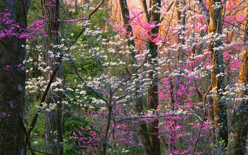 Blooming Trees in Forest — Pink