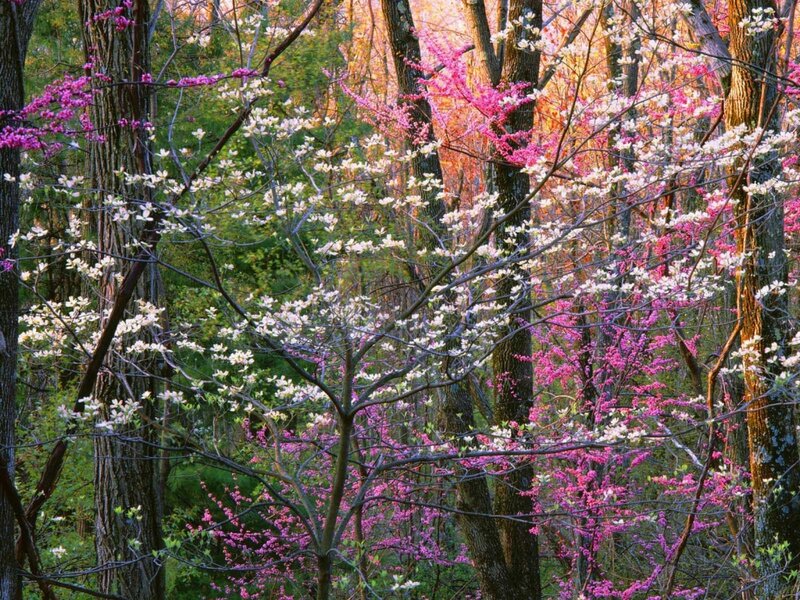 Blooming Trees in Forest