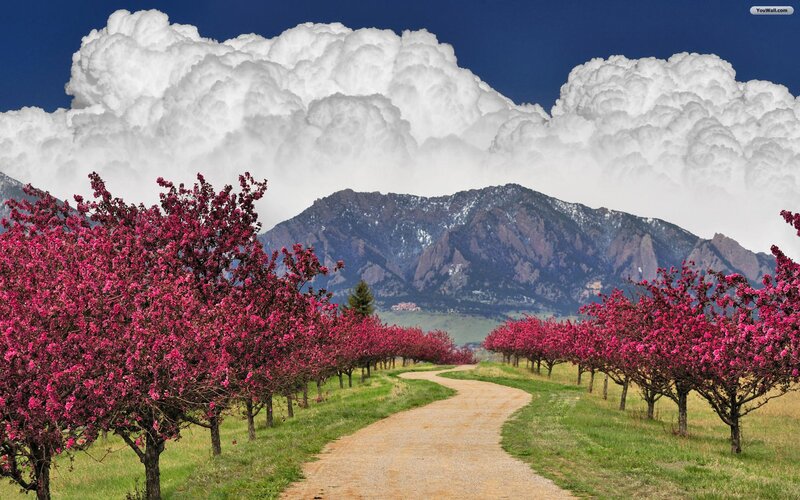 Blooming Trees in Orchard — Pink