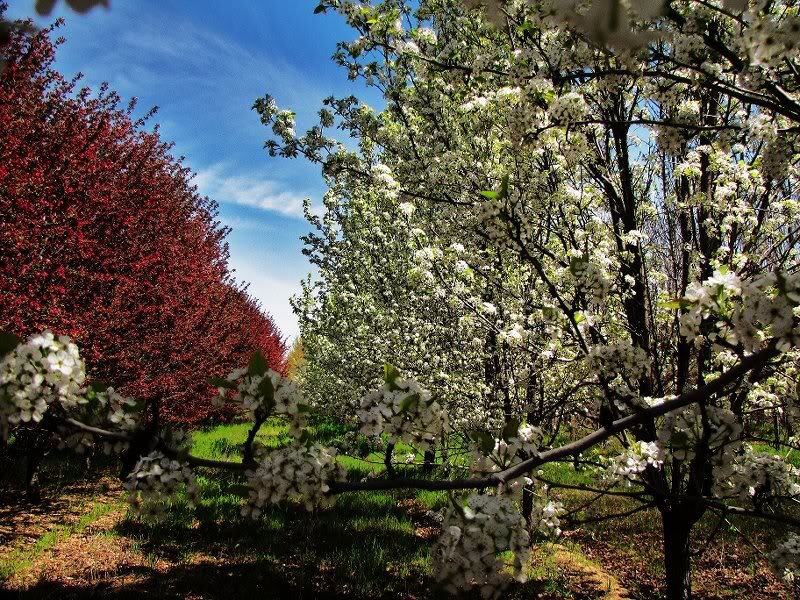 Blooming Trees in Orchard — White