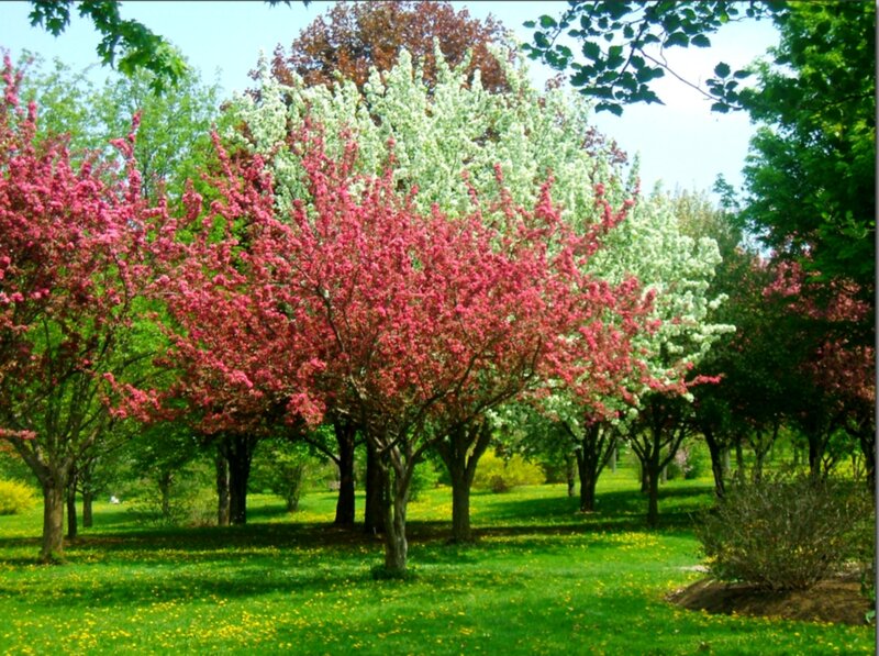 Blooming Trees in Park — Green, Serene