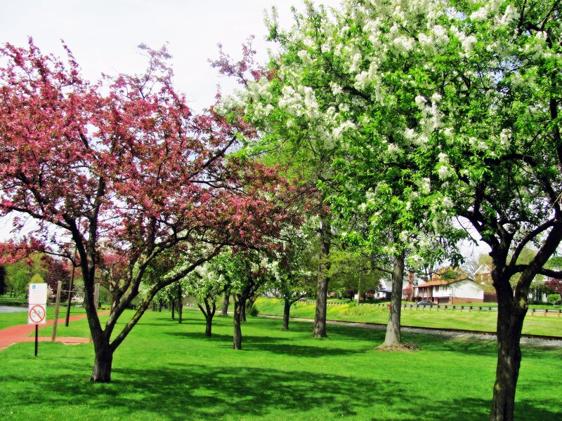Blooming Trees in Park — Green