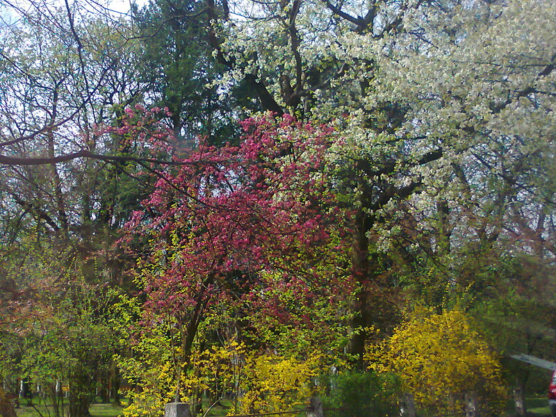 Blooming Trees in Park