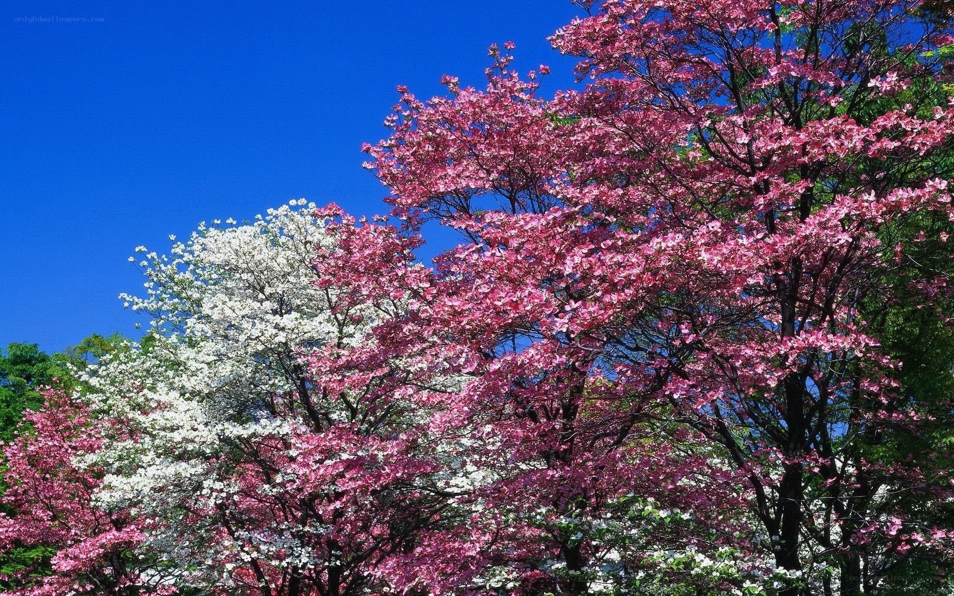Blooming trees under blue sky