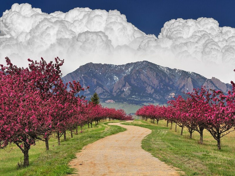 Blooming trees with mountain view