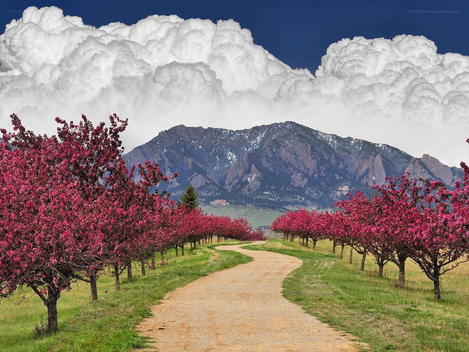 Blooming trees with mountain view