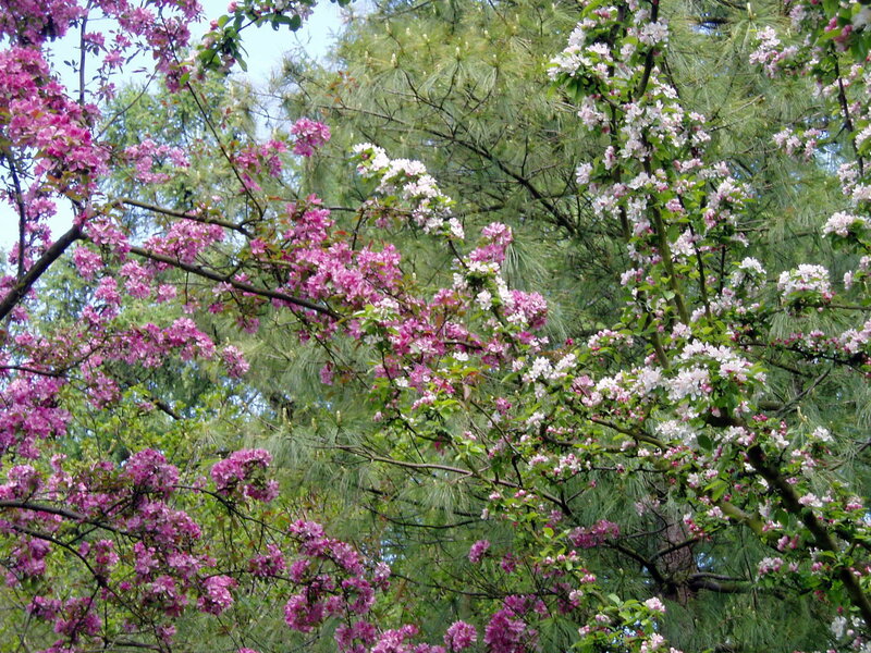 Blooming trees with pink and white flowers