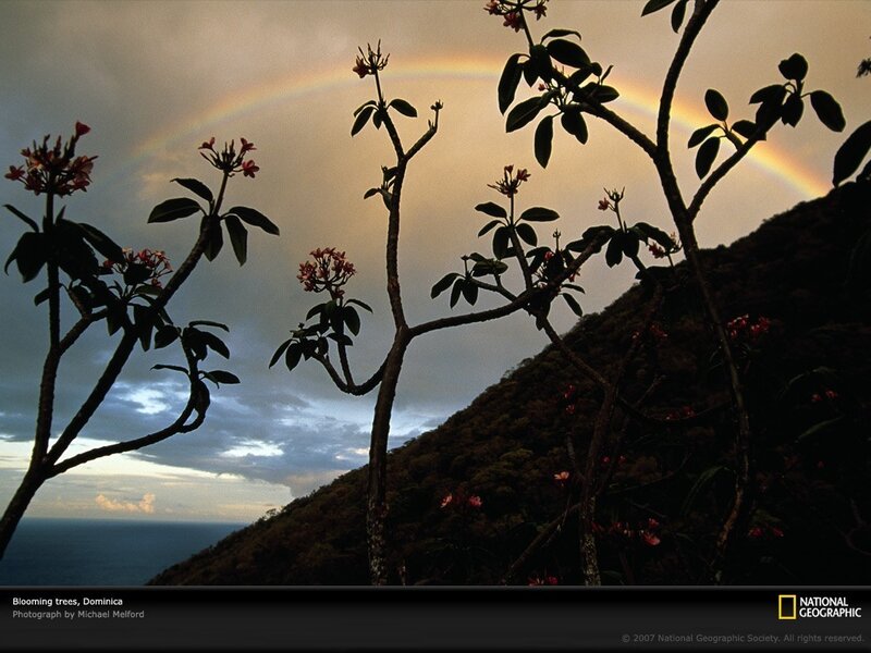 Blooming trees with rainbow
