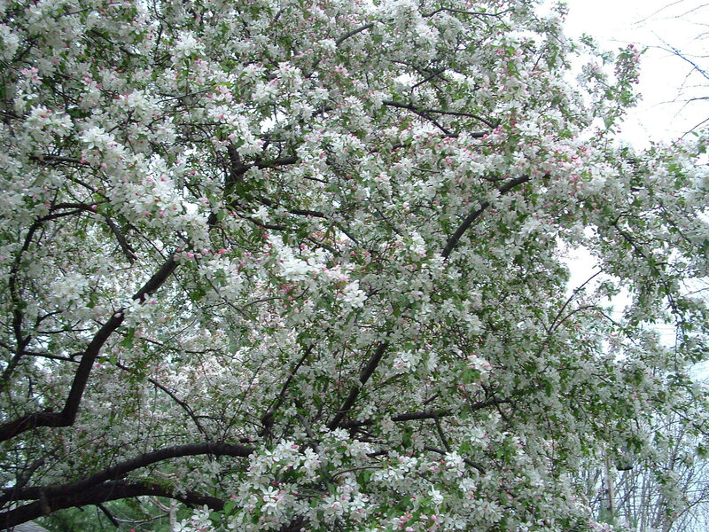 blooming white apple tree