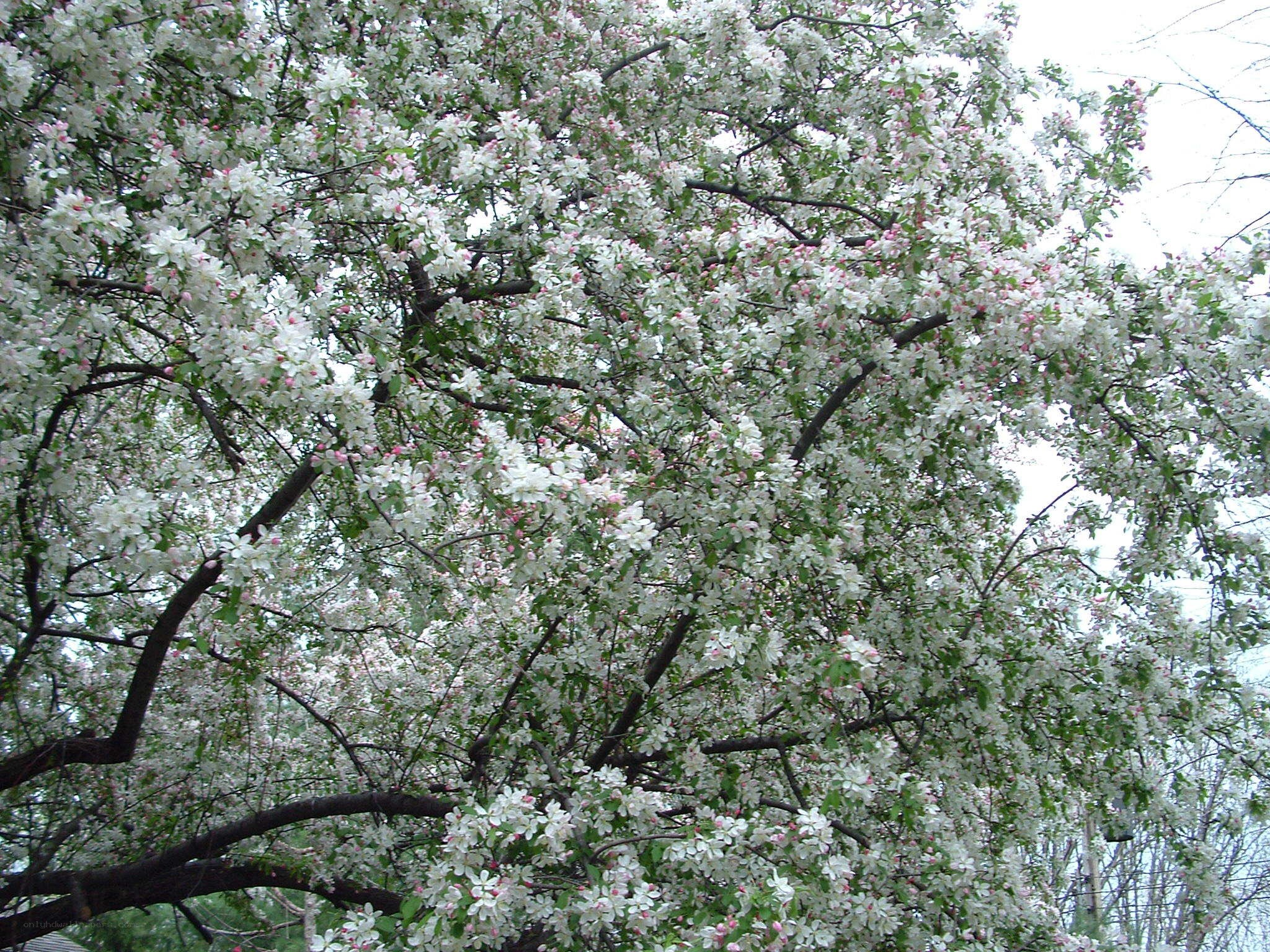 blooming white apple tree