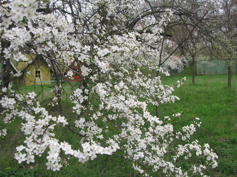 Blooming white cherry blossoms