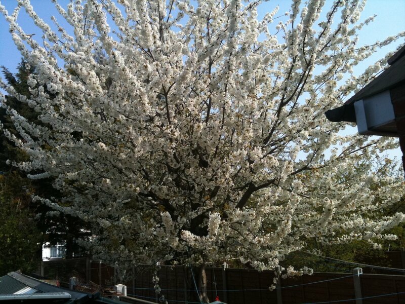 blooming white cherry tree