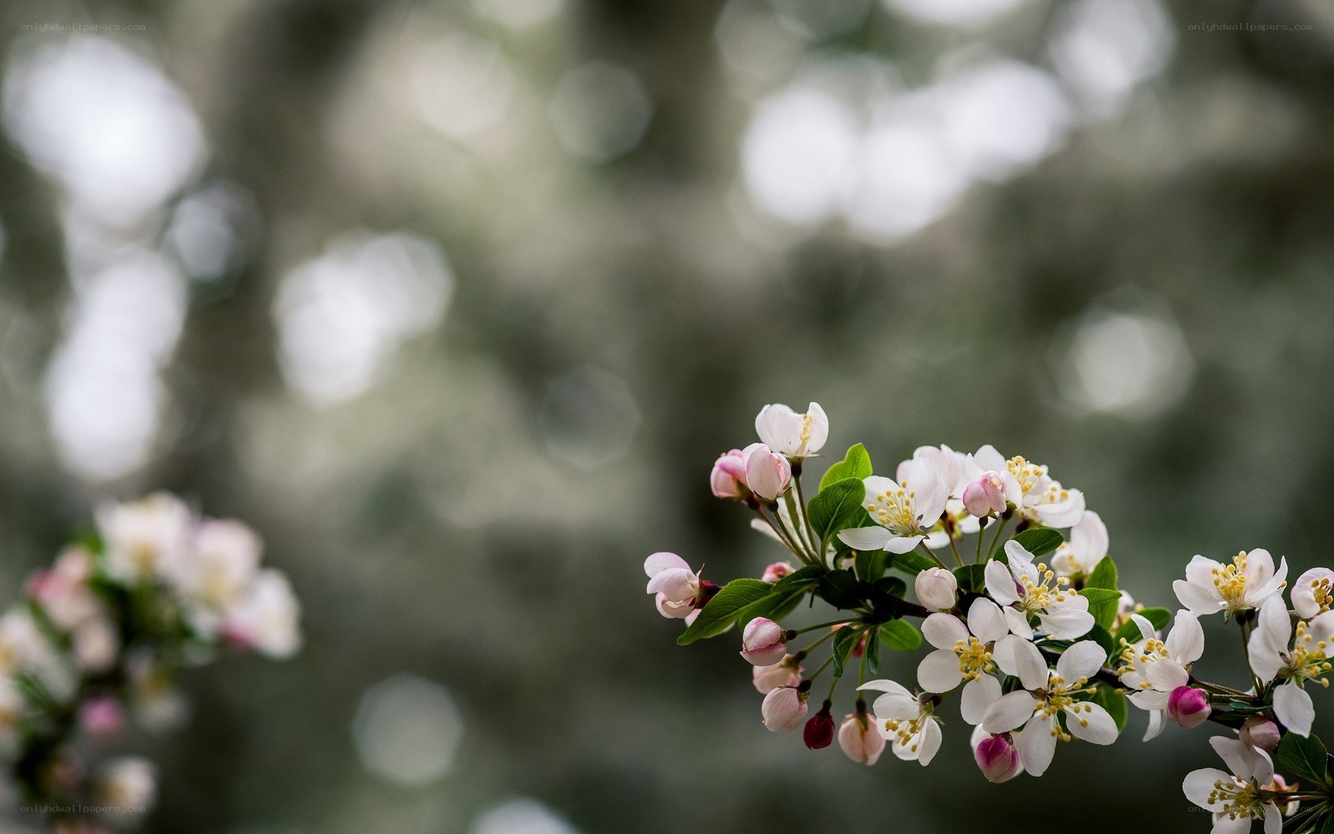 Blooming white flowers on a branch