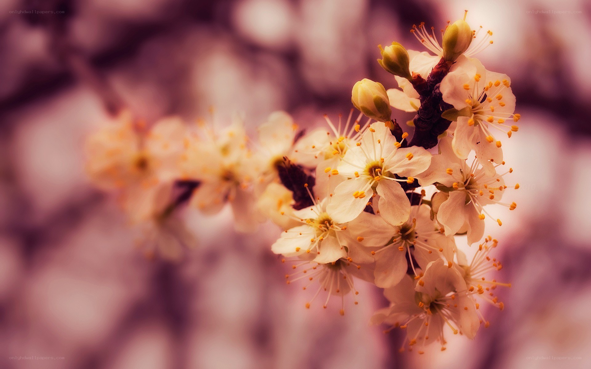 blooming white flowers on branch