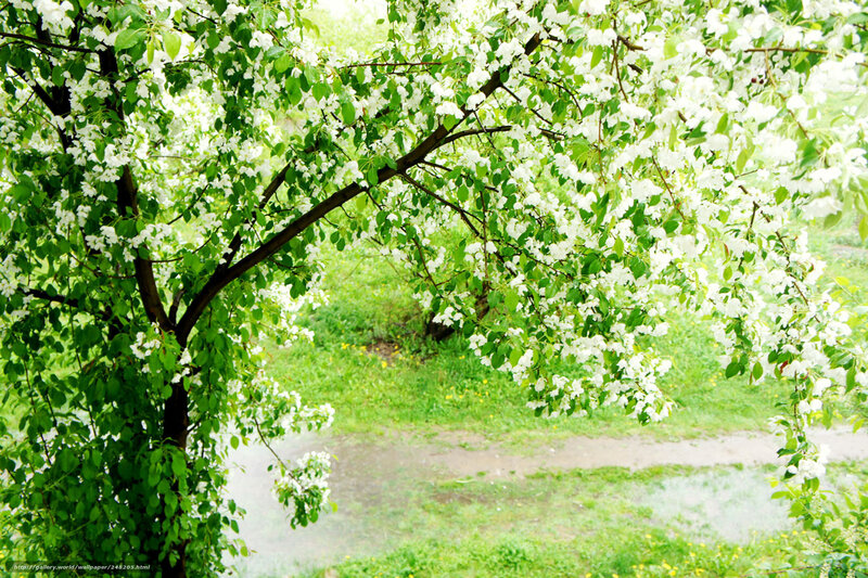 Blooming white tree in spring