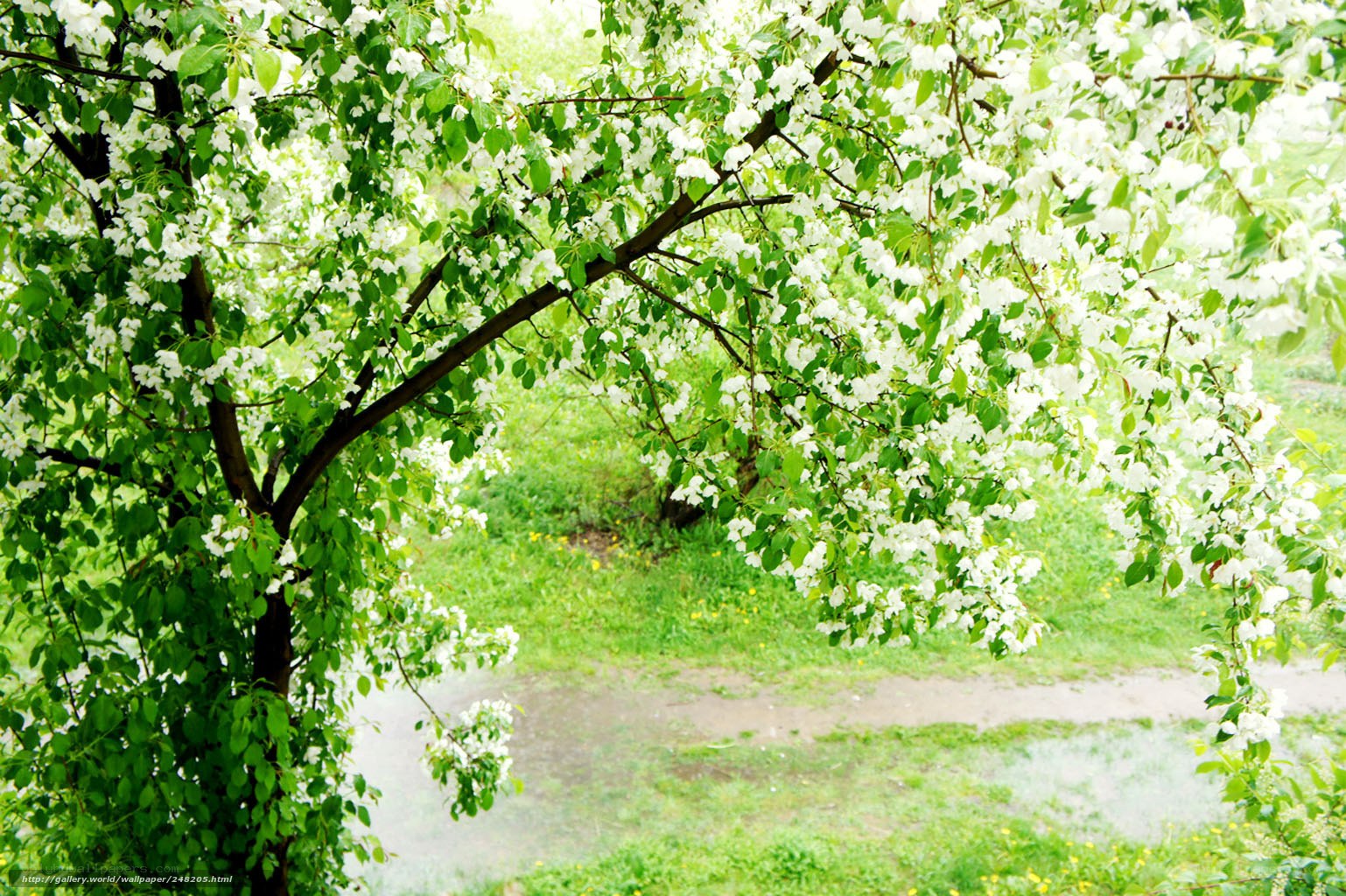 Blooming white tree in spring