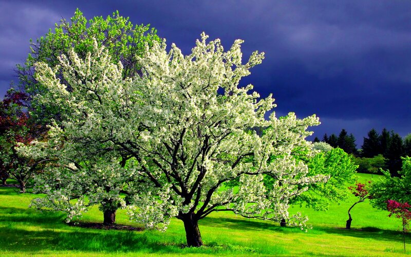 Blooming White Tree