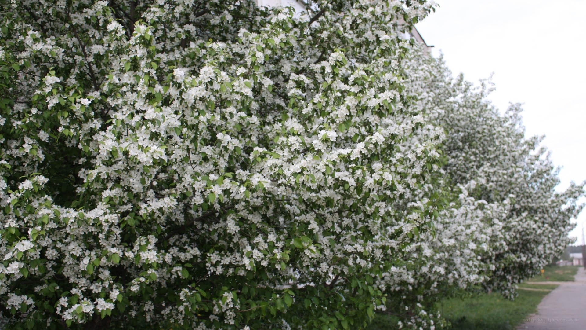 Blooming white trees in spring