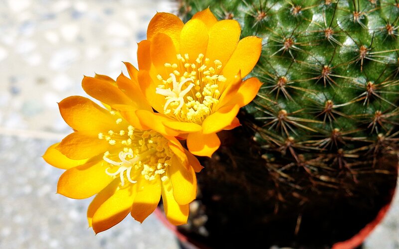 Blooming yellow cactus flower