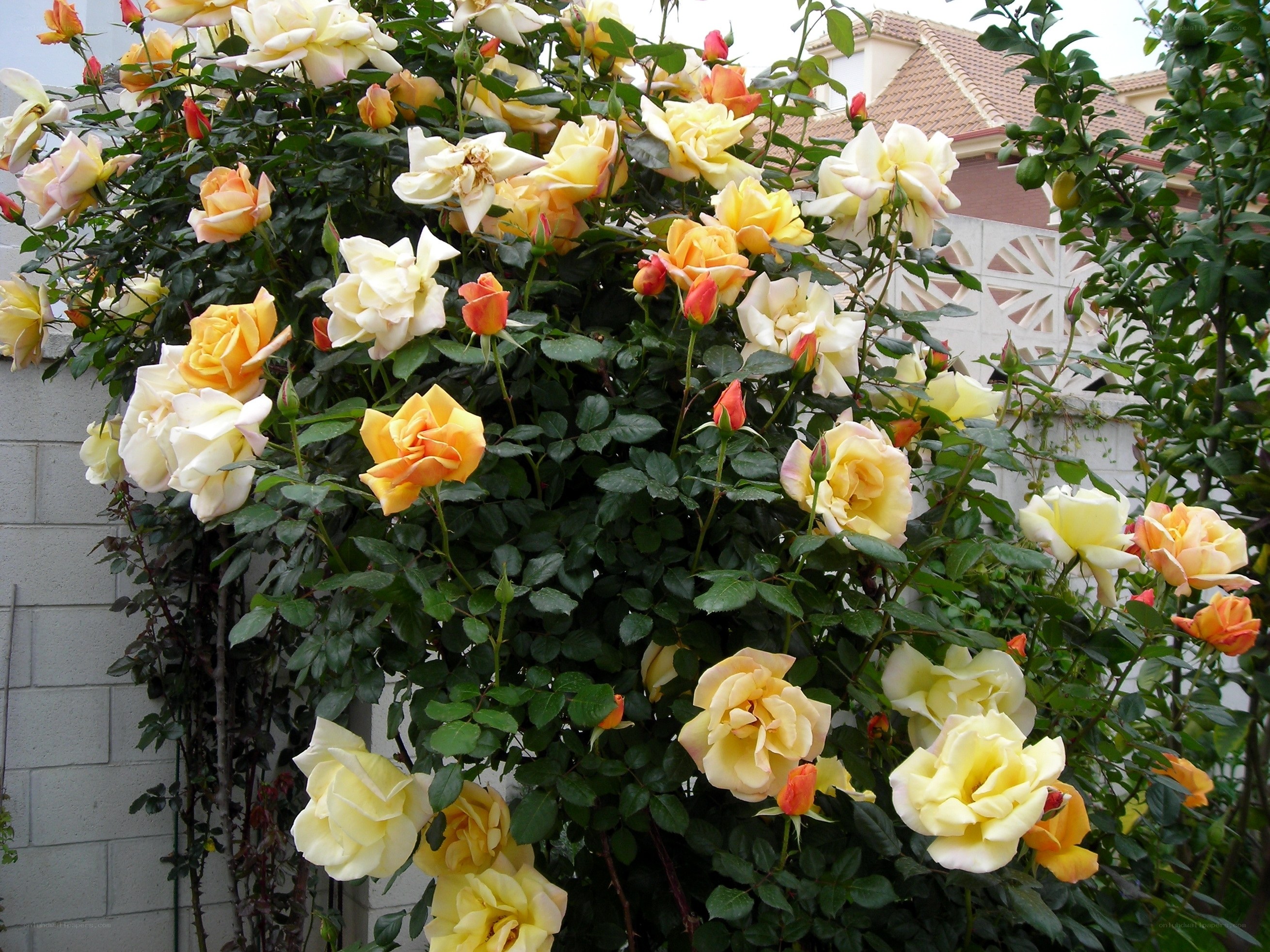 blooming yellow roses