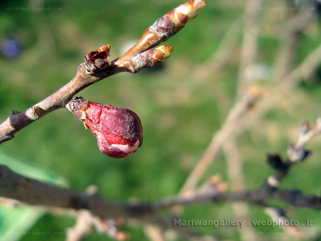 Blossom bud on a tree branch